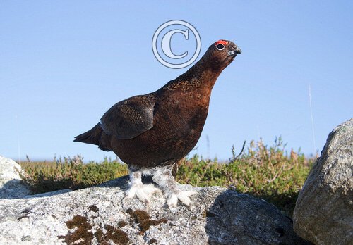 Red Grouse DM1604